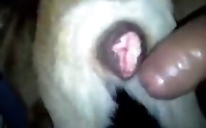 Morena pelada greluda dando toda arreganhada - guy fucks animal, zoophilia fuck porn